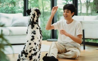 Dog Obedience Training in Potomac, Maryland: How to Build Better Behavior at Home and in Public