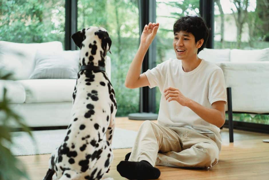 Dog Obedience Training in Potomac, Maryland: How to Build Better Behavior at Home and in Public