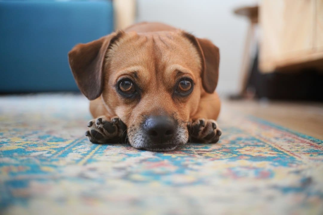Why In Home Dog Training Can Be More Effective