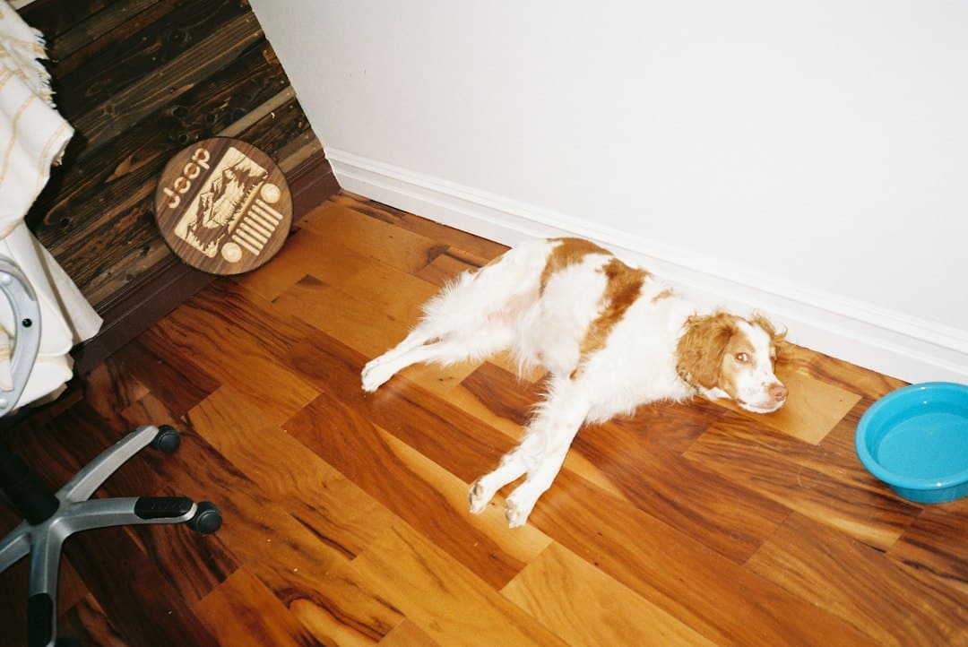 Your Dog Learns in the Environment Where Problems Actually Happen