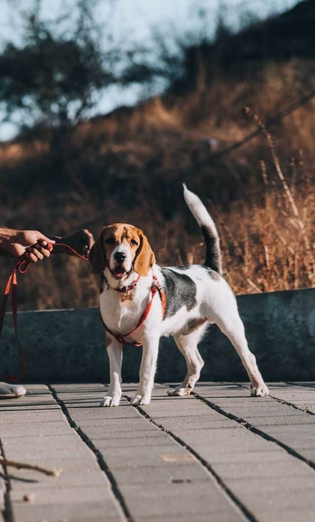 Adorable beagle on a leash enjoying a sunny day outdoors, capturing vibrancy and activity.