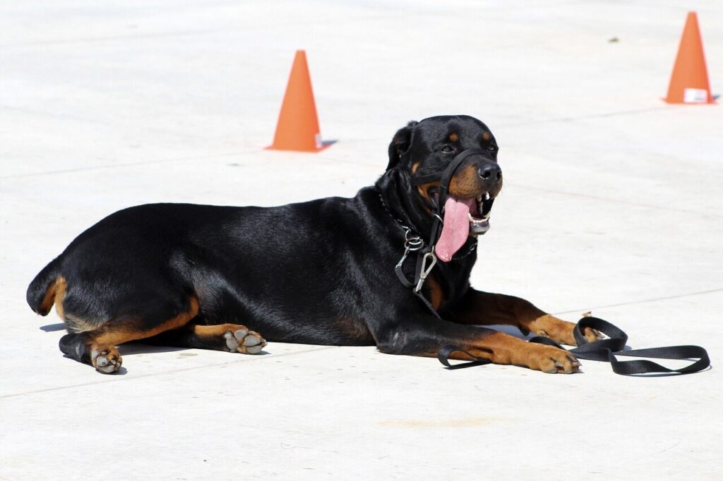 perro, trust, attachment, love, dog love, dog training, show of affection, companionship, esteem, happy dog, stay, calm, happiness, smile, rottweiler, dog commands, dog obedience training, dog obedience