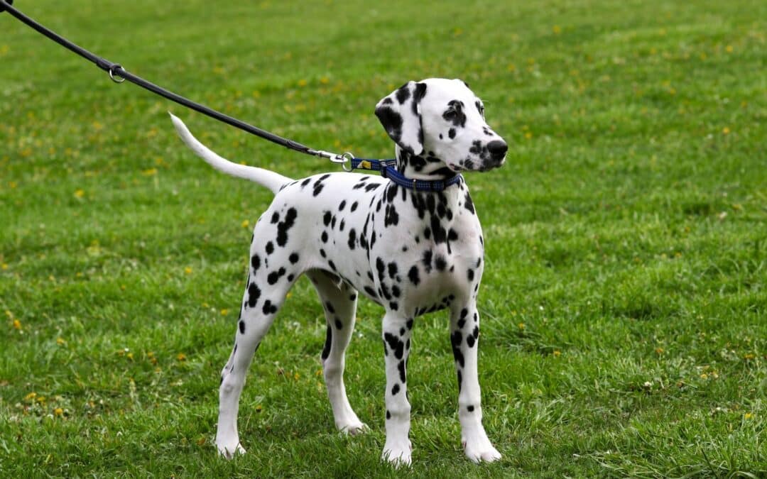 Leash Training for Dogs: How to Stop Pulling and Enjoy Better Walks
