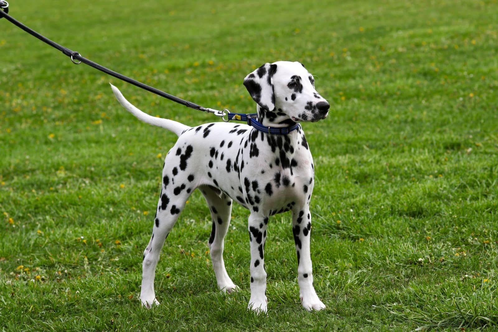 Photo by ko tek leash training for dogs