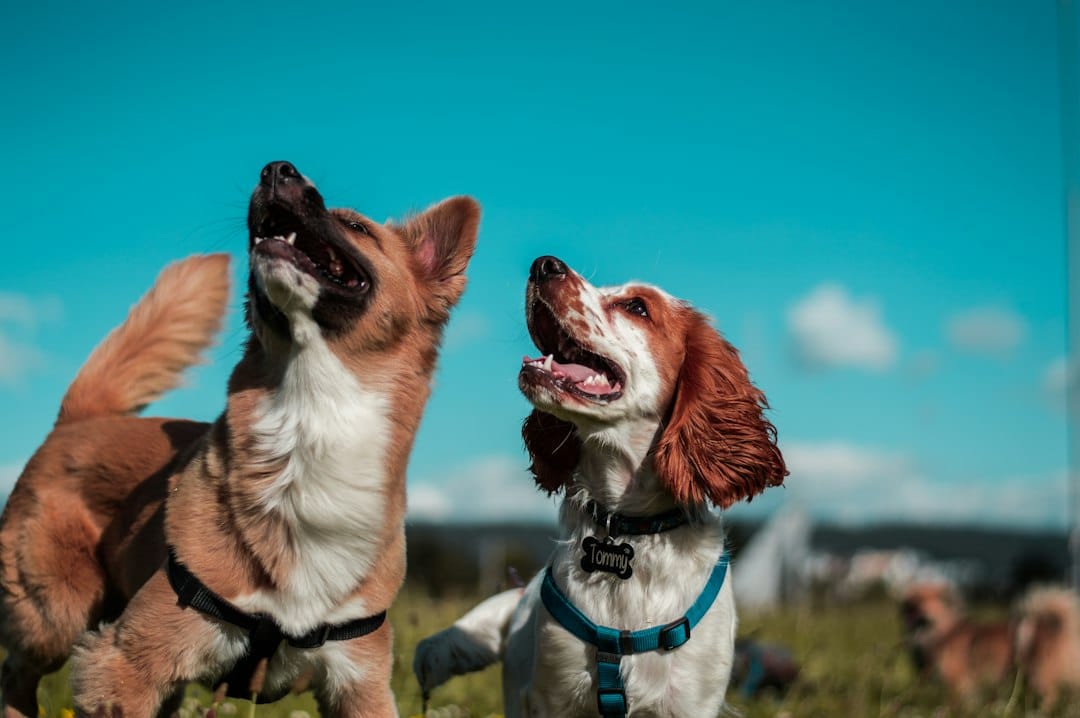 Dog Training vs. Dog Behavior Training: What's the Difference?