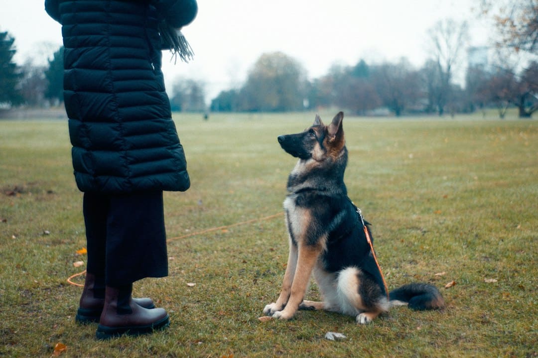 Puppy Obedience Training vs. Adult Dog Training