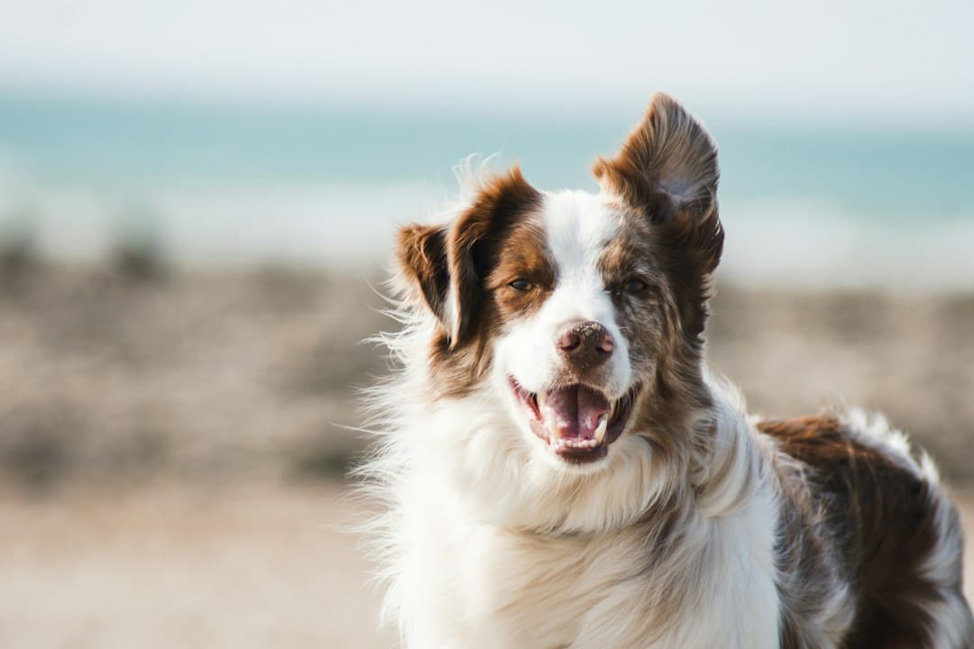 What Is a Reactive Dog?