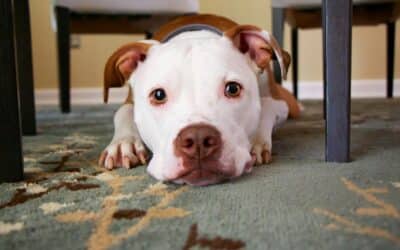 Dog Behavior Training in the DMV: When Is It Time to Call a Professional?