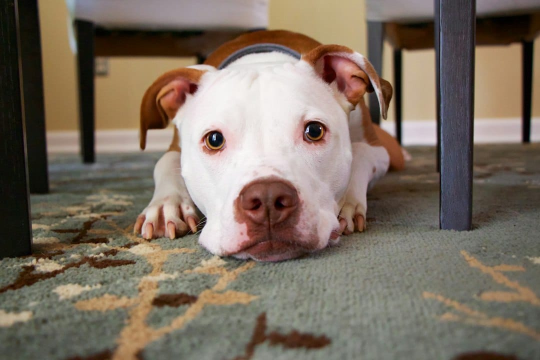 What Is Dog Behavior Training?