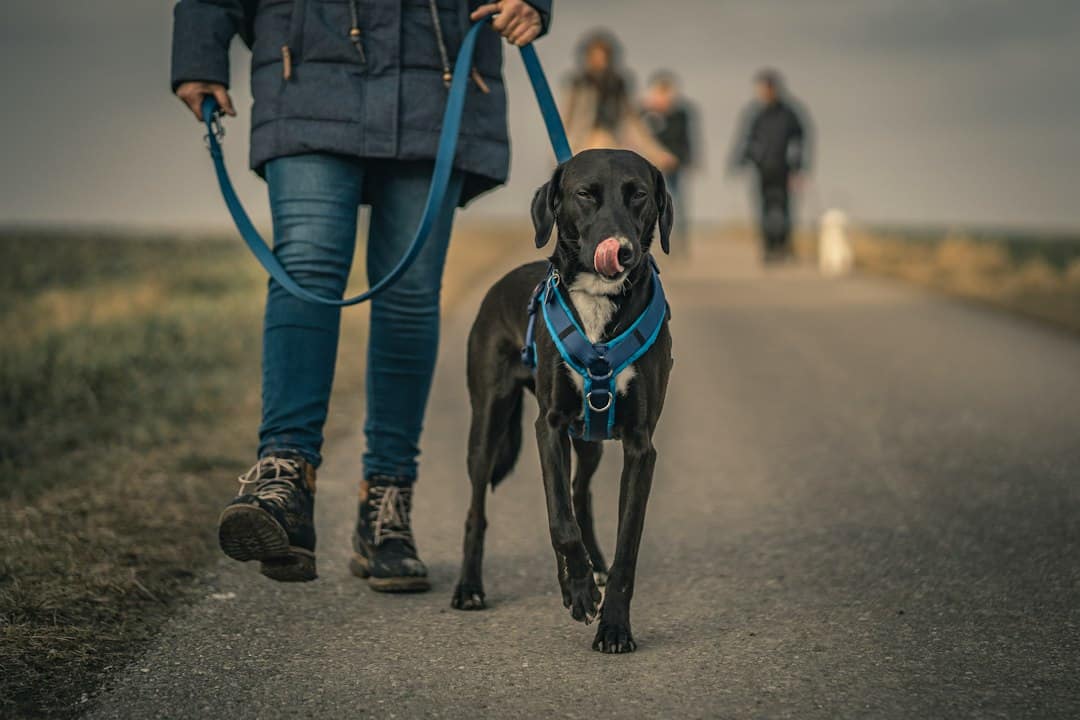 What Is Leash Reactivity?