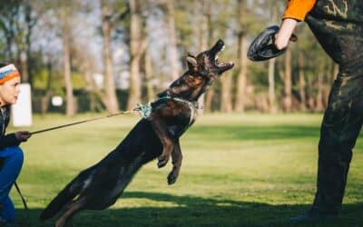 Obedience Training in McLean, Virginia: Is Professional Training Worth the Investment?