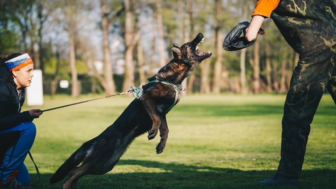 Obedience Training in McLean, Virginia: Is Professional Training Worth the Investment?