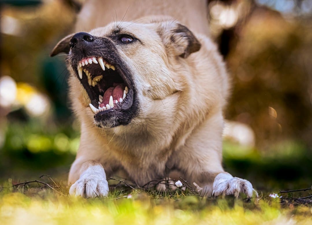 Why Does My Dog React to Other Dogs?